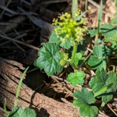 Hydrocotyle laxiflora at The Pinnacle - 18 Jan 2024 10:09 AM