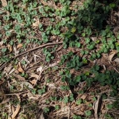 Hydrocotyle laxiflora at The Pinnacle - 18 Jan 2024 10:09 AM