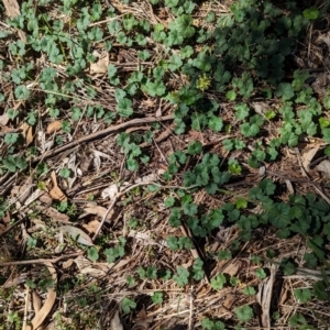 Hydrocotyle laxiflora at The Pinnacle - 18 Jan 2024 10:09 AM