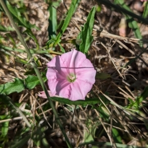 Convolvulus angustissimus subsp. angustissimus at The Pinnacle - 18 Jan 2024