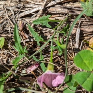 Convolvulus angustissimus subsp. angustissimus at The Pinnacle - 18 Jan 2024