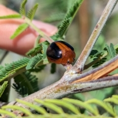 Dicranosterna immaculata (Acacia leaf beetle) at Bungowannah, NSW - 18 Jan 2024 by Darcy