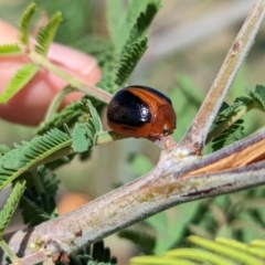 Dicranosterna immaculata at Bungowannah, NSW - 18 Jan 2024