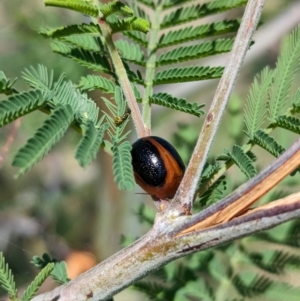 Dicranosterna immaculata at Bungowannah, NSW - 18 Jan 2024