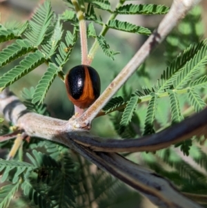 Dicranosterna immaculata at Bungowannah, NSW - 18 Jan 2024