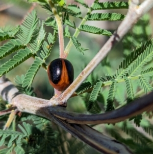 Dicranosterna immaculata at Bungowannah, NSW - 18 Jan 2024