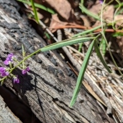 Glycine clandestina (Twining Glycine) at Hawker, ACT - 17 Jan 2024 by CattleDog