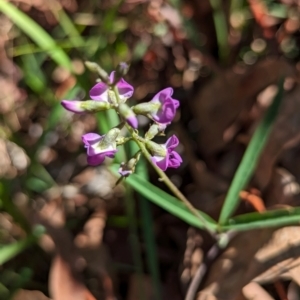 Glycine clandestina at The Pinnacle - 18 Jan 2024