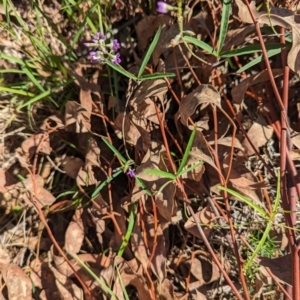 Glycine clandestina at The Pinnacle - 18 Jan 2024 10:34 AM