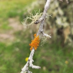 Teloschistes sp. (genus) (A lichen) at Majors Creek, NSW - 31 Dec 2023 by JaneO