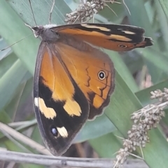 Heteronympha merope (Common Brown Butterfly) at Australian National University - 18 Jan 2024 by VanceLawrence