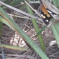 Heteronympha merope at Australian National University - 18 Jan 2024 01:34 PM