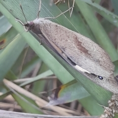 Heteronympha merope at Australian National University - 18 Jan 2024 01:34 PM