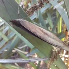 Heteronympha merope at Australian National University - 18 Jan 2024