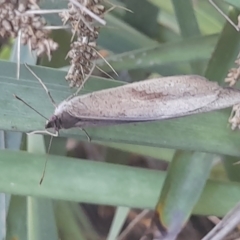 Heteronympha merope at Australian National University - 18 Jan 2024 01:34 PM