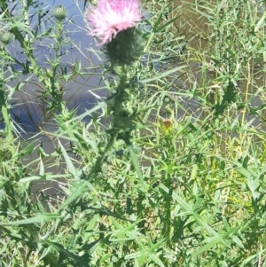 Cirsium vulgare at Sullivans Creek, Acton - 18 Jan 2024