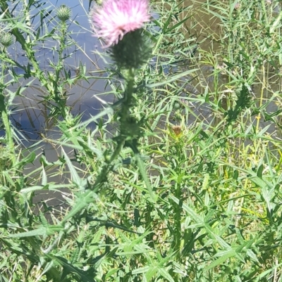 Cirsium vulgare (Spear Thistle) at Acton, ACT - 18 Jan 2024 by VanceLawrence