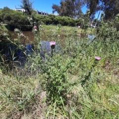 Cirsium vulgare at Sullivans Creek, Acton - 18 Jan 2024