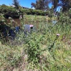 Cirsium vulgare at Sullivans Creek, Acton - 18 Jan 2024 01:10 PM