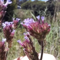 Verbena incompta (Purpletop) at Sullivans Creek, Acton - 18 Jan 2024 by VanceLawrence