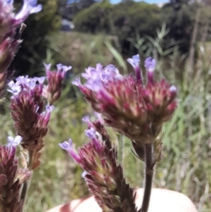 Verbena incompta at Australian National University - 18 Jan 2024