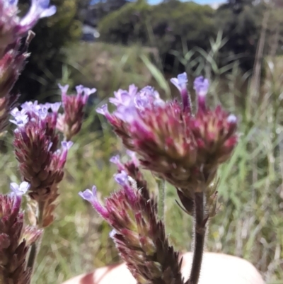 Verbena incompta (Purpletop) at Australian National University - 18 Jan 2024 by VanceLawrence