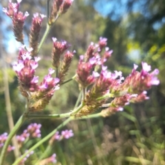 Verbena incompta at Australian National University - 18 Jan 2024 01:11 PM