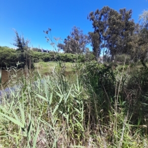 Verbena incompta at Australian National University - 18 Jan 2024