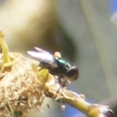 Calliphoridae (family) (Unidentified blowfly) at Telopea Park (TEL) - 18 Jan 2024 by MichaelMulvaney