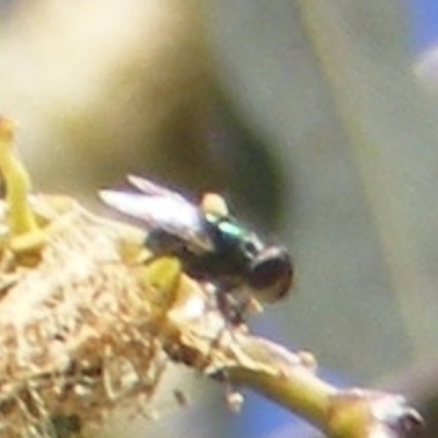 Calliphoridae (family) (Unidentified blowfly) at Telopea Park (TEL) - 18 Jan 2024 by MichaelMulvaney