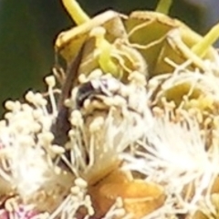 Lipotriches sp. (genus) at Telopea Park (TEL) - 18 Jan 2024