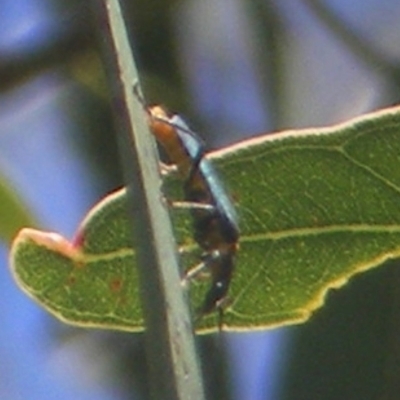 Chauliognathus lugubris (Plague Soldier Beetle) at Telopea Park (TEL) - 18 Jan 2024 by MichaelMulvaney