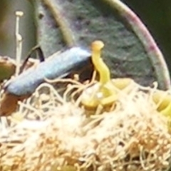 Chauliognathus lugubris at Telopea Park (TEL) - 18 Jan 2024