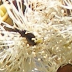 Mordellidae (family) (Unidentified pintail or tumbling flower beetle) at Barton, ACT - 18 Jan 2024 by MichaelMulvaney