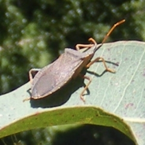 Amorbus sp. (genus) at Telopea Park (TEL) - 18 Jan 2024