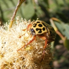 Neorrhina punctata (Spotted flower chafer) at Barton, ACT - 18 Jan 2024 by MichaelMulvaney