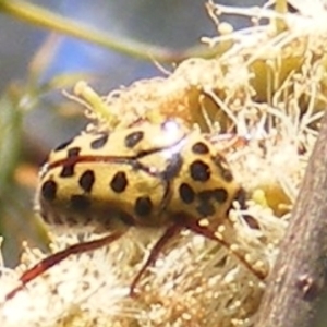 Neorrhina punctatum at Telopea Park (TEL) - 18 Jan 2024