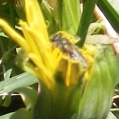 Unidentified Bee (Hymenoptera, Apiformes) at Barton, ACT - 18 Jan 2024 by MichaelMulvaney