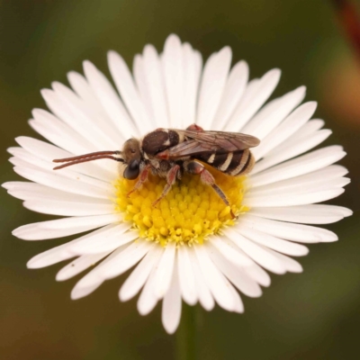 Lipotriches (Austronomia) phanerura (Halictid Bee) at Turner, ACT - 24 Nov 2023 by ConBoekel