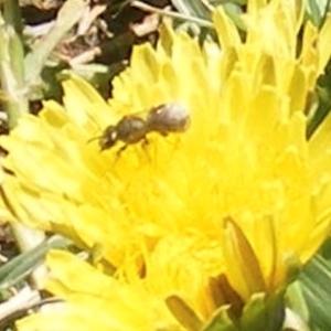 Lasioglossum (Chilalictus) sp. (genus & subgenus) at Telopea Park (TEL) - 18 Jan 2024