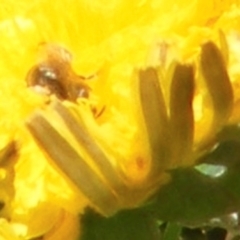 Lasioglossum (Chilalictus) sp. (genus & subgenus) at Telopea Park (TEL) - 18 Jan 2024