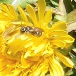 Lasioglossum (Chilalictus) sp. (genus & subgenus) at Telopea Park (TEL) - 18 Jan 2024