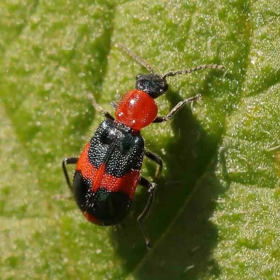 Dicranolaius bellulus (Red and Blue Pollen Beetle) at Turner, ACT - 25 Nov 2023 by ConBoekel
