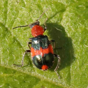 Dicranolaius bellulus at Turner, ACT - 25 Nov 2023