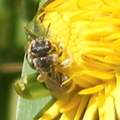 Lasioglossum (Chilalictus) sp. (genus & subgenus) (Halictid bee) at Barton, ACT - 18 Jan 2024 by MichaelMulvaney