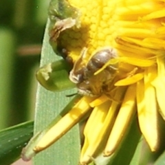 Lasioglossum (Chilalictus) sp. (genus & subgenus) at Telopea Park (TEL) - 18 Jan 2024 02:42 PM