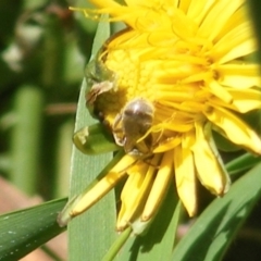 Lasioglossum (Chilalictus) sp. (genus & subgenus) at Telopea Park (TEL) - 18 Jan 2024