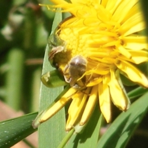 Lasioglossum (Chilalictus) sp. (genus & subgenus) at Telopea Park (TEL) - 18 Jan 2024