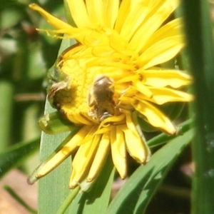 Lasioglossum (Chilalictus) sp. (genus & subgenus) at Telopea Park (TEL) - 18 Jan 2024 02:42 PM