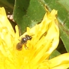 Lasioglossum (Chilalictus) sp. (genus & subgenus) at Telopea Park (TEL) - 18 Jan 2024 02:42 PM